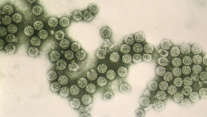 Пиво как вакцина: взгляд на нетрадиционный эксперимент в науке