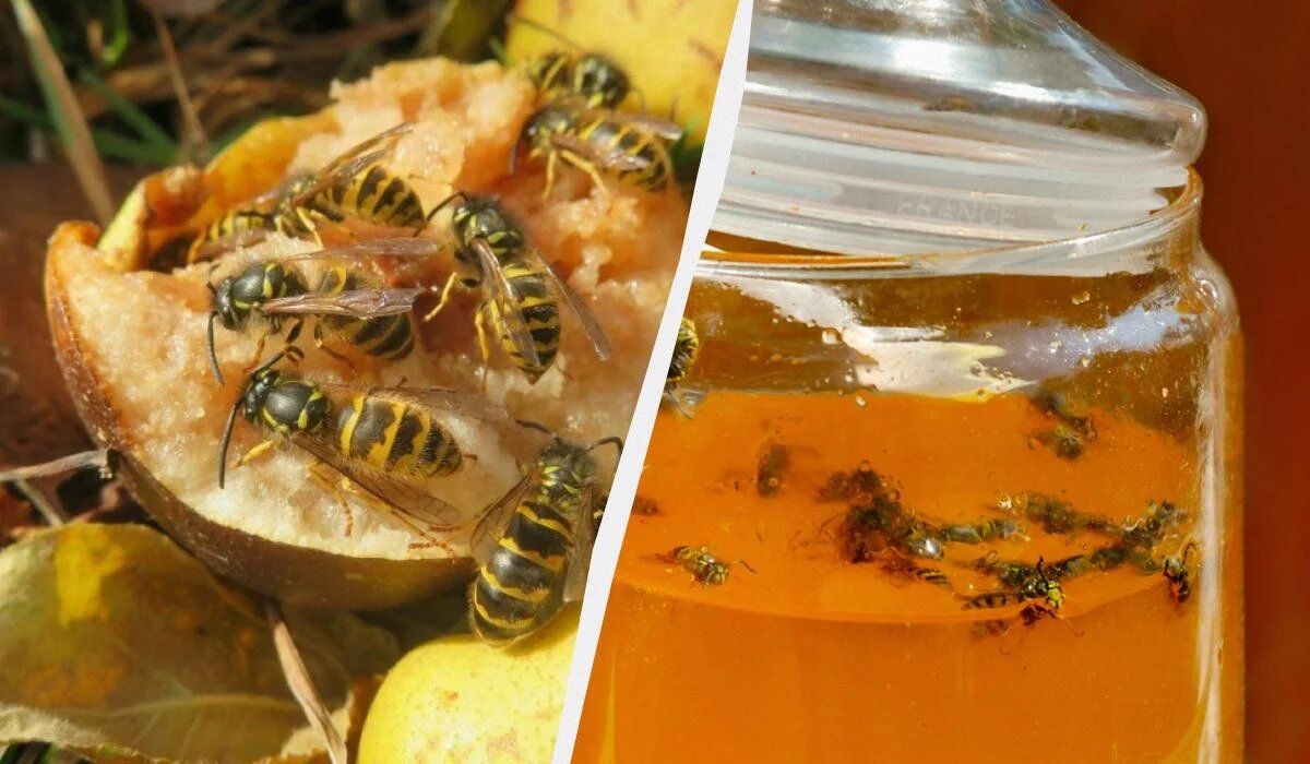 ��� ���������� �� ���������� ����: ������� ������ � ����������� ������