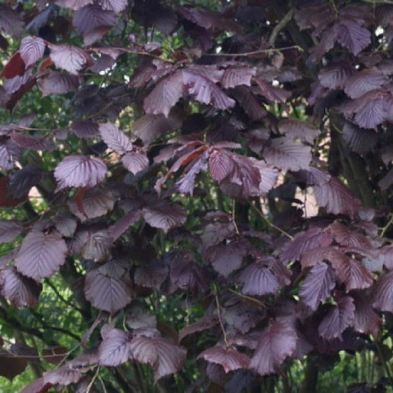 �������� � ������: ������ ��� ������� ��������� ������� �������