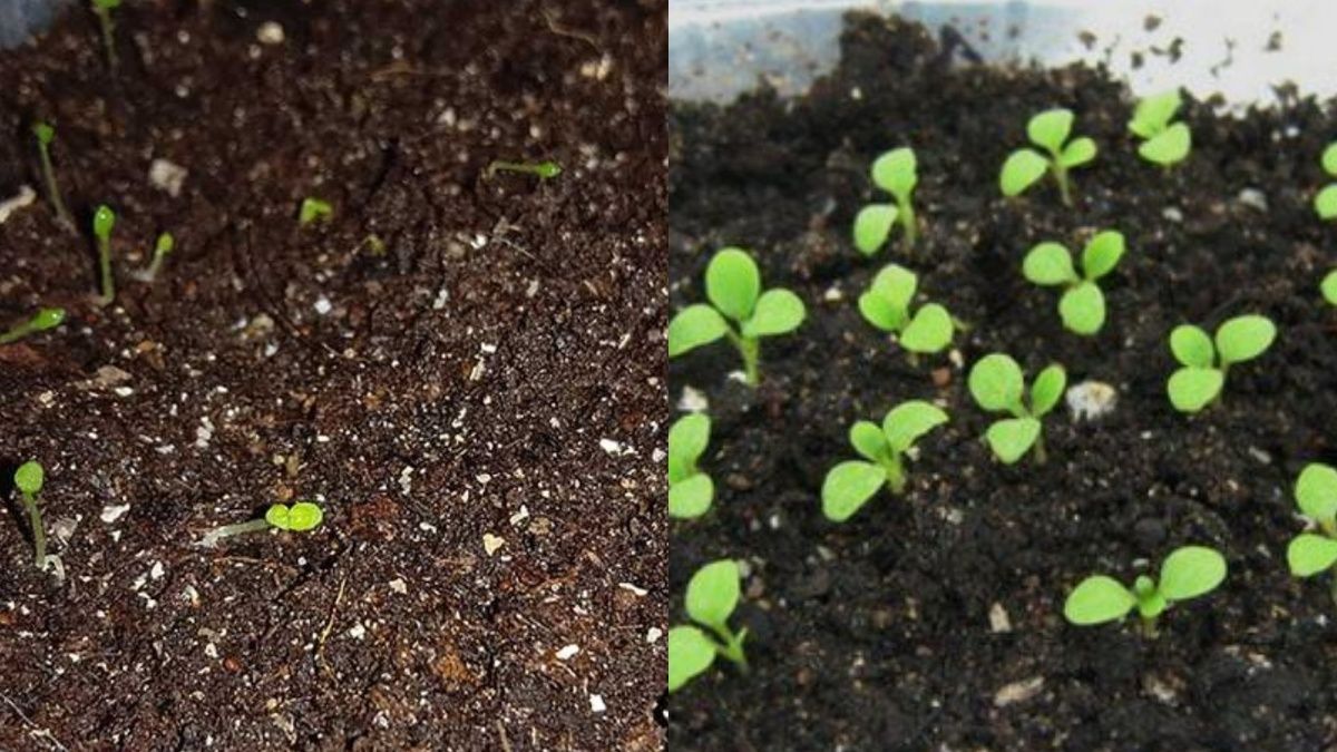 ��� ������� ��������� ��������� �������: ������� ��������� ������