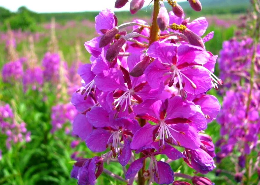 Иван-чай: множество чудес в одном растении