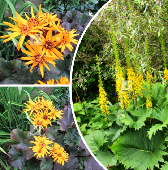 Невероятный бузульник: красота тени и неприхотливость ухода