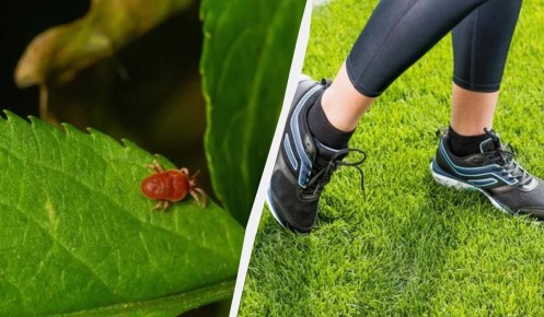 Как защититься от клещей: простые советы на весну