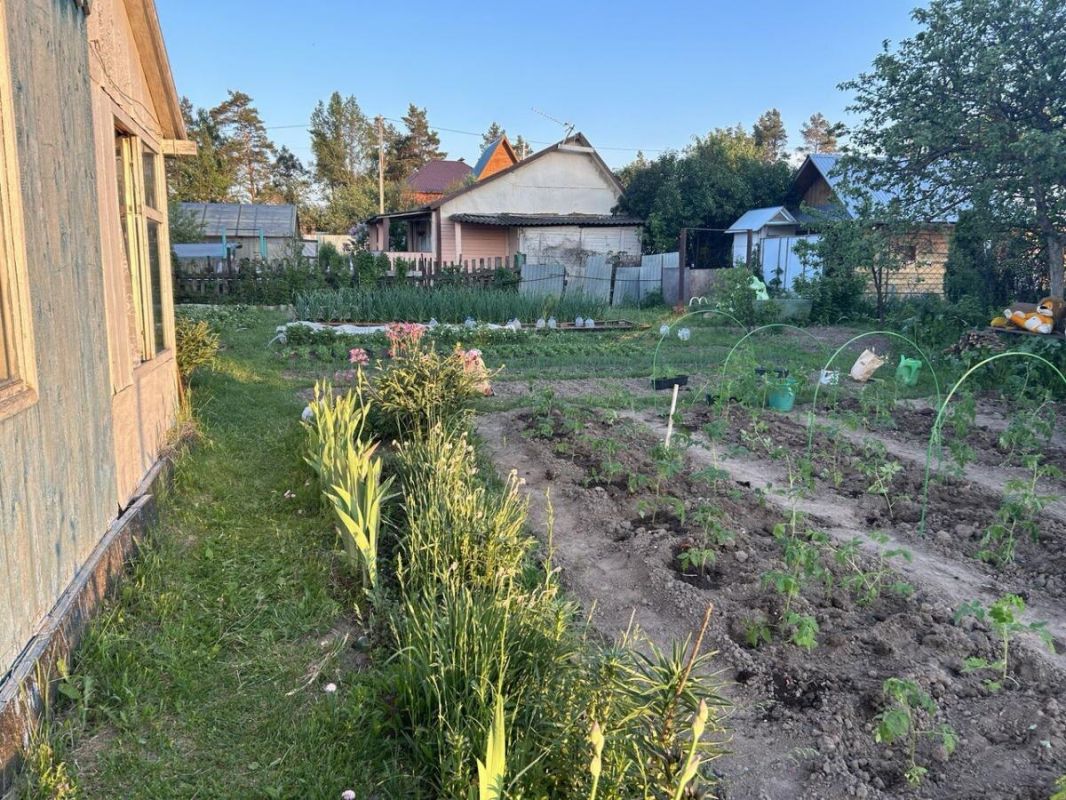 Умное использование сорняков: как приготовить удобрение из крапивы и одуванчиков