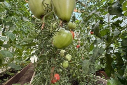 ��� ����������� ������������ ������� �� ������� ��������� ��-���������