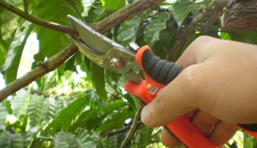 Как правильно заточить секатор: советы для садоводов