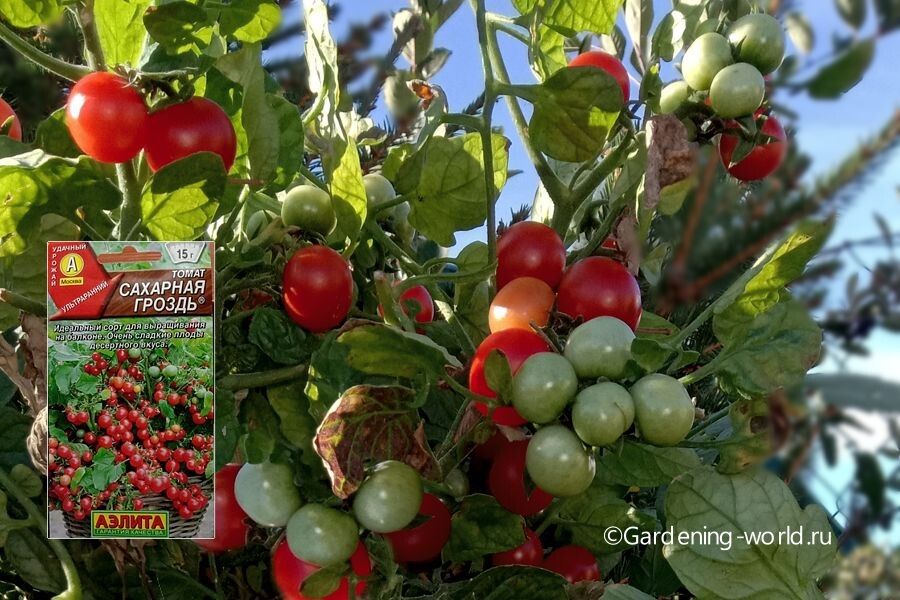 Томат Сахарная гроздь: опыт выращивания и неожиданные результаты