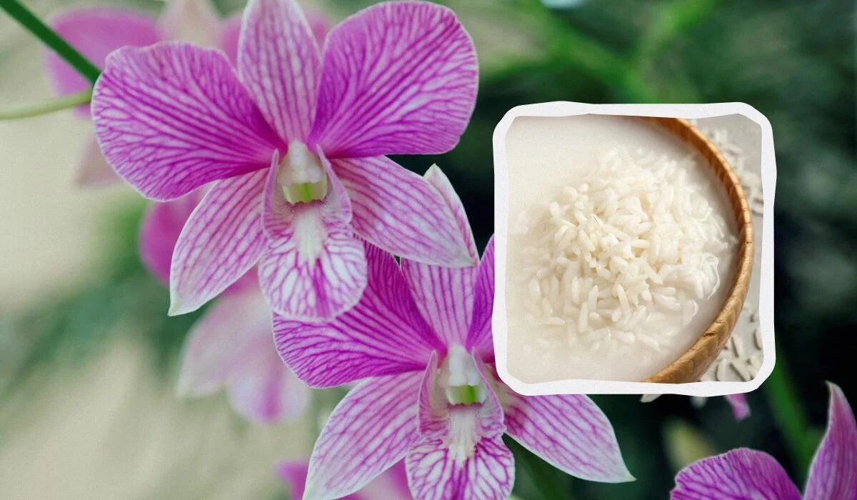 Как заботиться об орхидее: секреты правильной подкормки