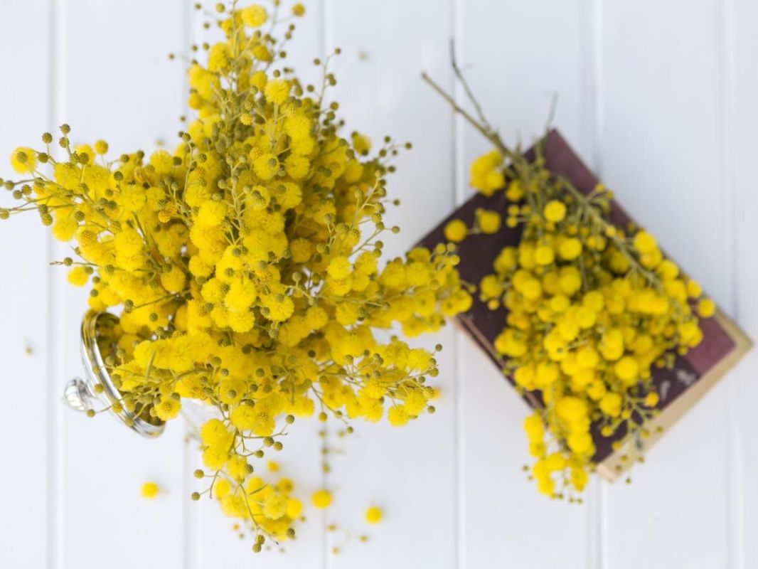 Натуральная защита от клещей: как настой пижмы помогает в борьбе с паразитами