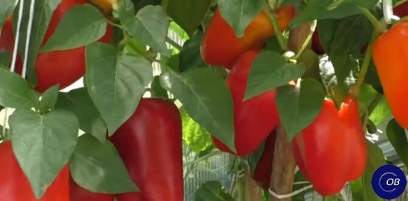 ������� ��������� ����������� �������� �����: �� ����� �� ������� �������