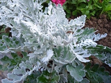 ���������� �����a ��� ����: 5 ��������, ������� ������� �������� ������ �������