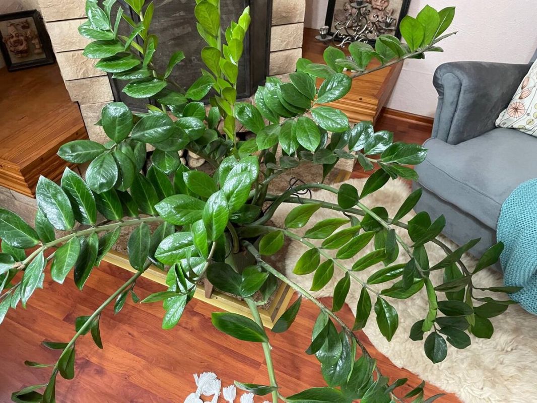 ���������� ������������� � ������������ ���������