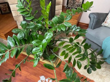 Сохранение замиокулькаса в вертикальном положении