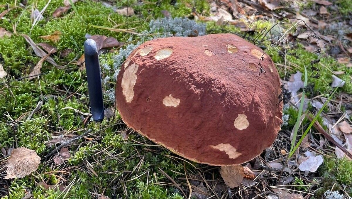 ������� ���: ������� ����� ������������� ������� �������� ������� ����� ������