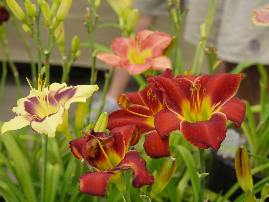 ���������: �������� �������, ������� ���������� ��� ���