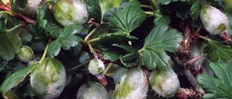 ��������� ����: ��� �������� ���� �������� �� ��������� �������?