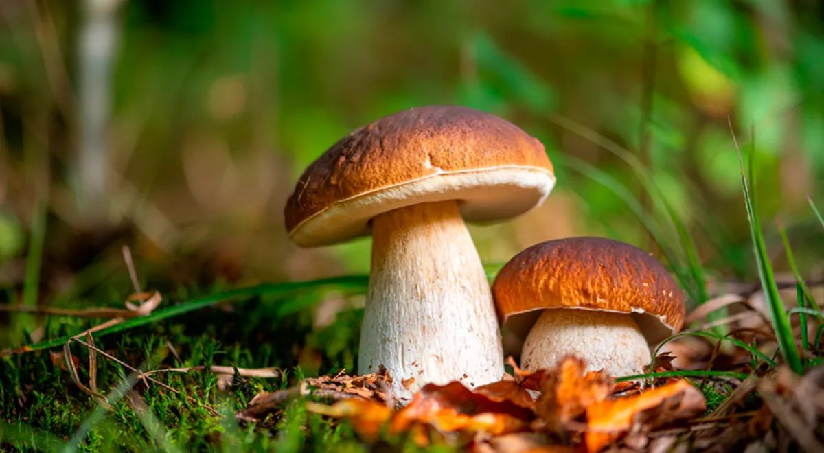 ������ � ����: ����� ������� ����� ��� ������