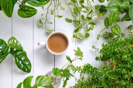 Преобразите остатки чая и кофе в полезное удобрение