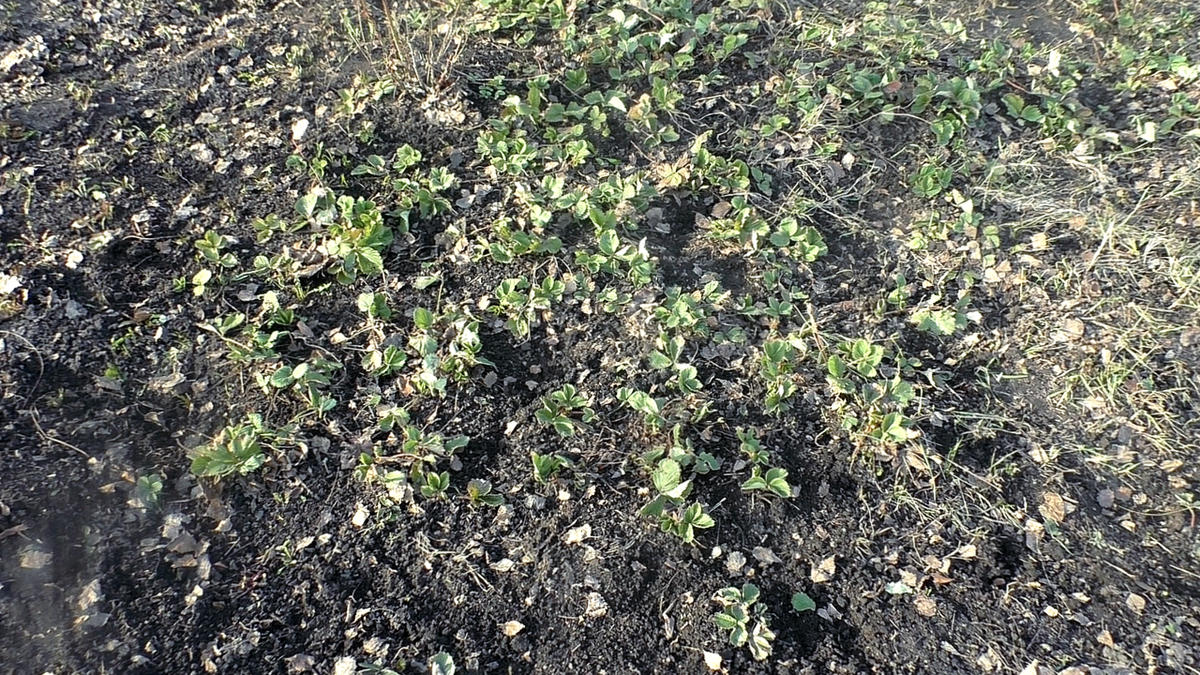 Как грамотно подкармливать клубнику весной: советы для успешного урожая