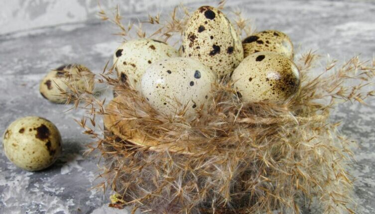 Перепелиные яйца: маленькие, но мощные в питательной ценности