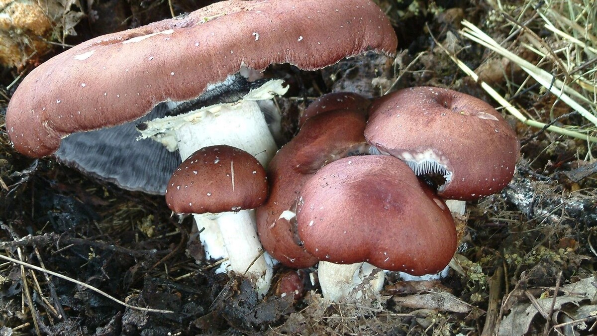 Кольцевик: как популярный гриб завоевывает сердца хабаровчан