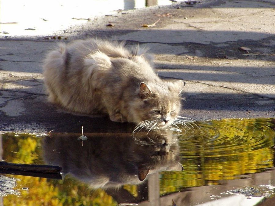 ������ ����� ������������ ������� ����: ���������� ����� � �������� ��������