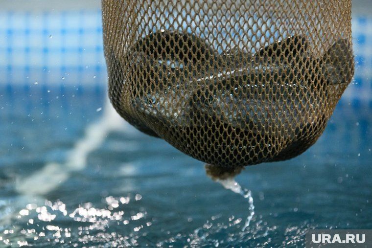 ���������� ���������� ����� ��������� ������������� ����� �������� � �������