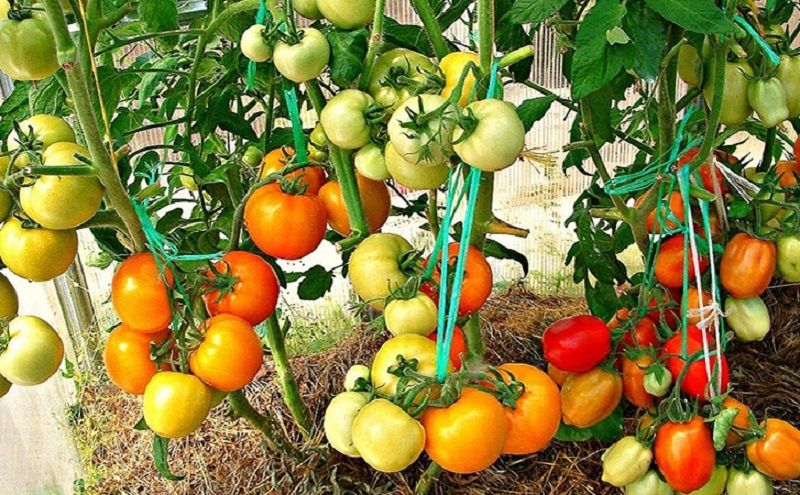 Как добиться раннего урожая помидоров: секреты теплых грядок под пленкой