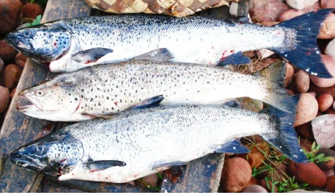 Ѹ���: ������ ��������� � �������� ���