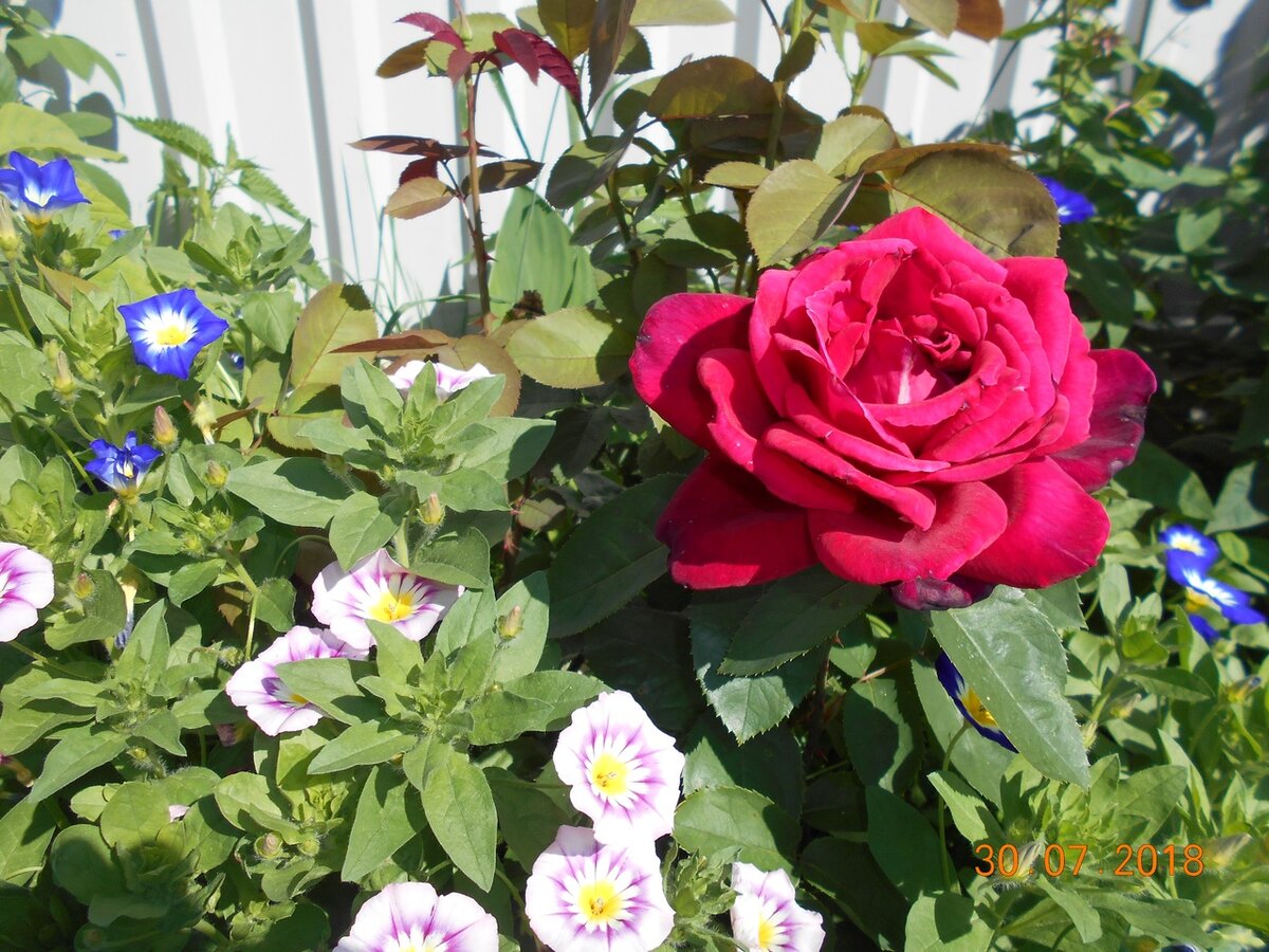 Секреты пышного цветения роз и гортензий