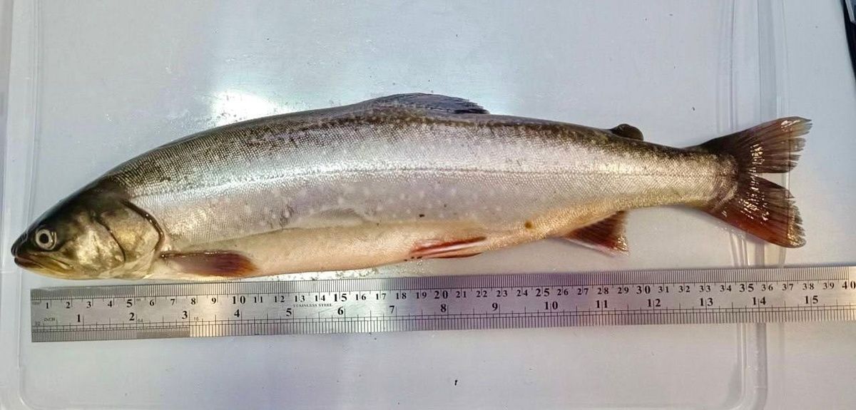 � ������ ��������� ���������� ����������� �� ���������� ���� � ��������� ����������� �����-3