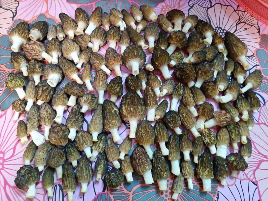 ��������������� � �������� ������������: �������� �� ������ ������