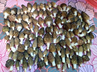 Присоединяйтесь к Грибному Фотоконкурсу: Голосуем за Лучшие Снимки