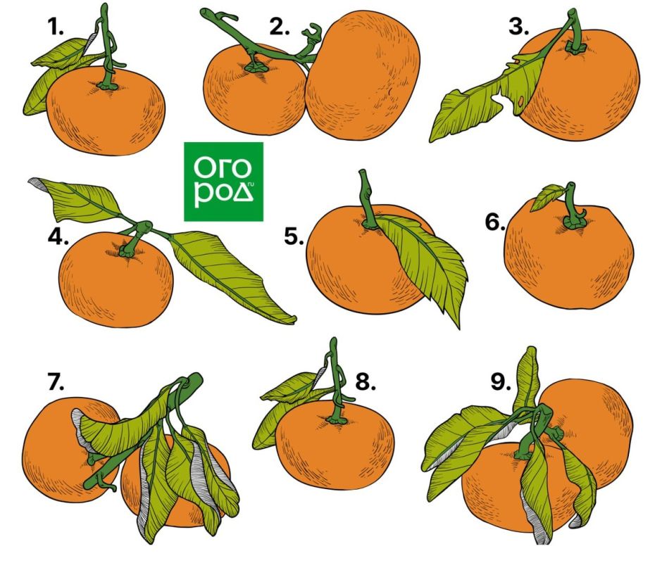 ��� ���������� ���������: �������, ������� ������ � ����