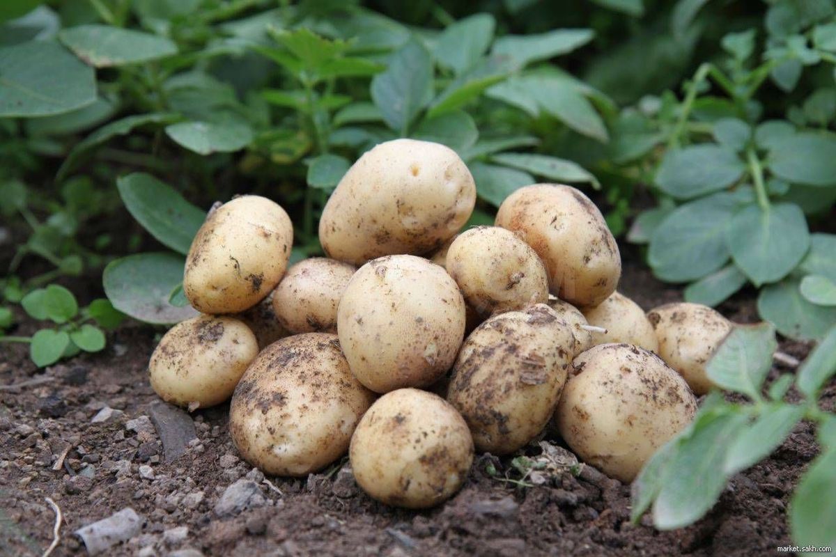 ���������, ���������� �� ���������: ������ ����� ��� ������ �������