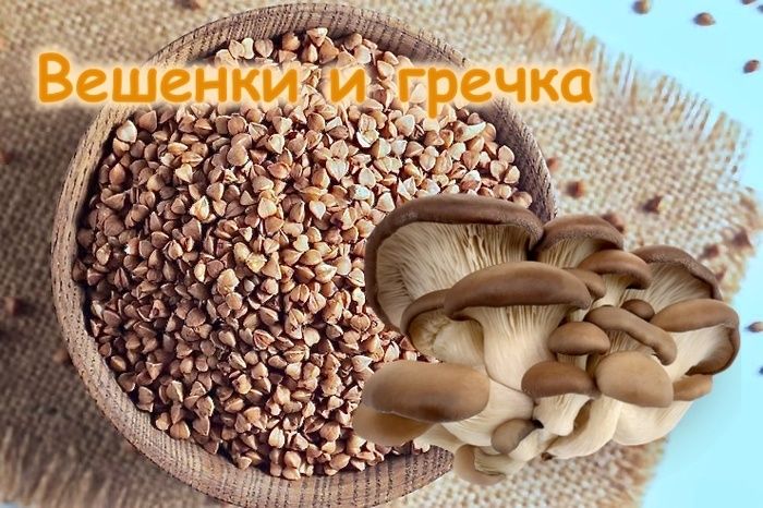 ������ ������� ����� �����������: ��������� ��������� � �������