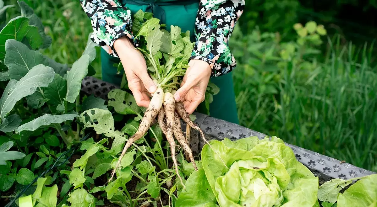 Когда выкапывать хрен и как правильно его сохранить на зиму