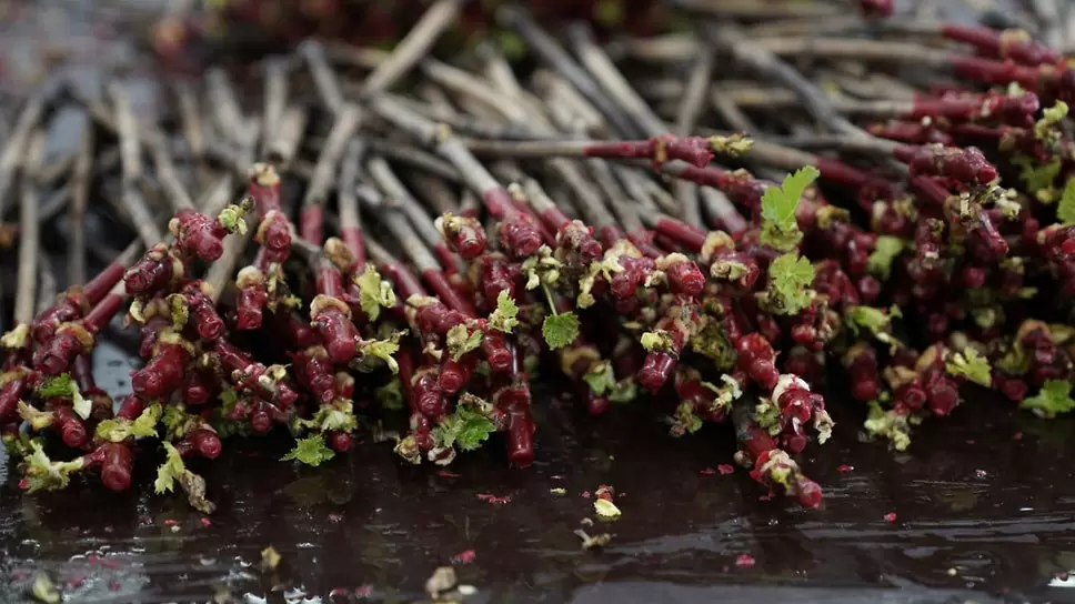 Из пробирки