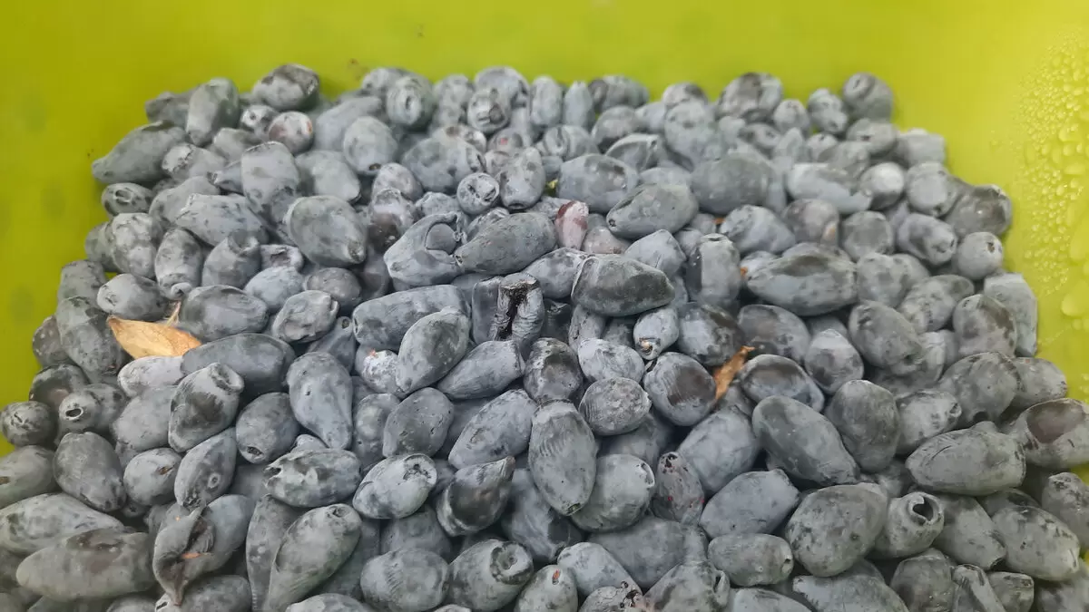 Как сохранить жимолость на зиму: простые и вкусные рецепты