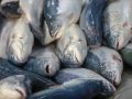 Вылов рыбы в России: меньше планов, больше проблем