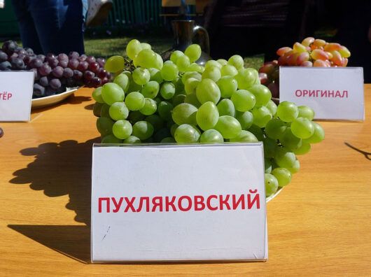 ДГТУ запускает инновационный центр виноделия и восстанавливает сельское образование