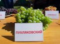 ДГТУ запускает инновационный центр виноделия и восстанавливает сельское образование
