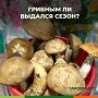 Тихая охота: как поживают грибы в этом сезоне?