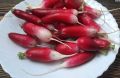 Ранние сорта редиса: сочные и аппетитные деликатесы весны